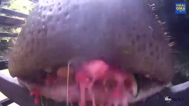 Hippos Devour Whole Watermelons in One Bite.mp4