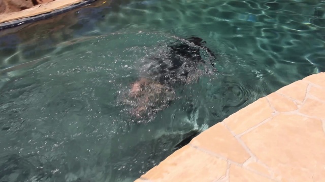 Residential Pool leak detection