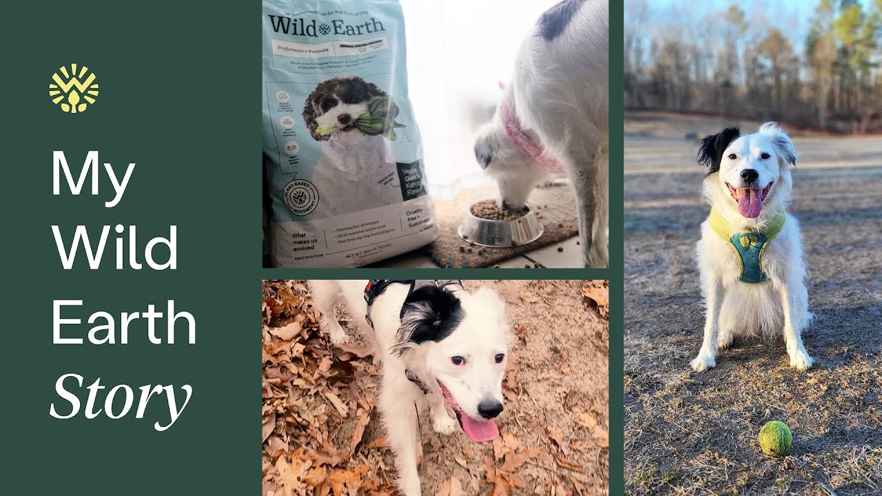 Wild Earth Dog Food Review | Darcy's Wild Earth Story