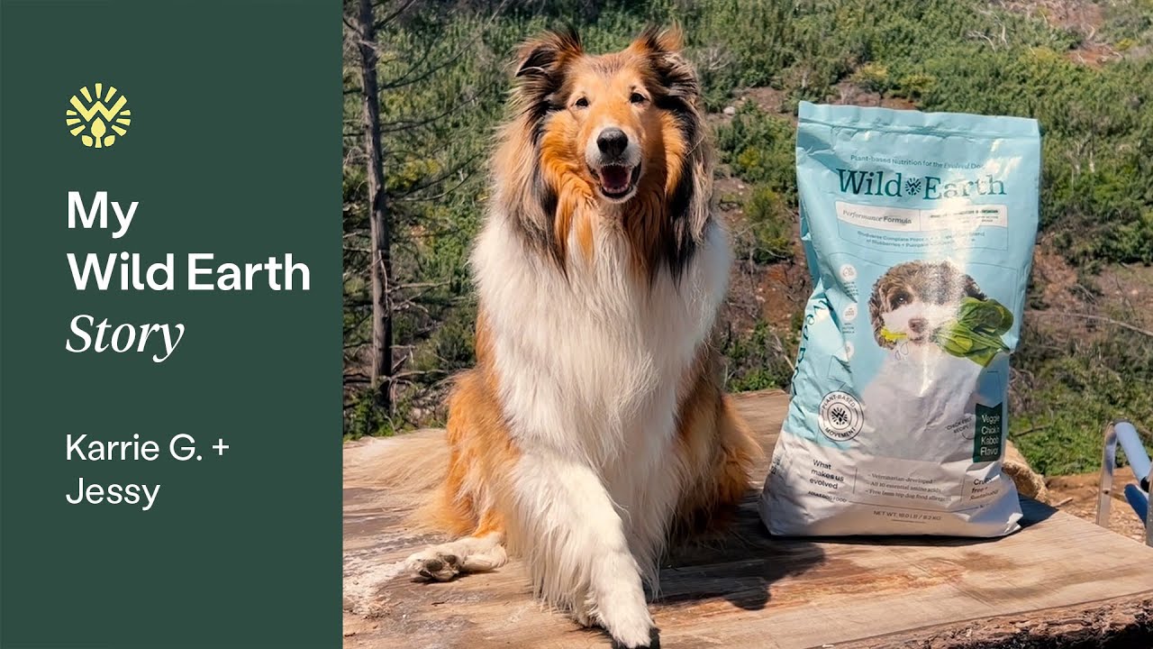 Jessy's Wild Earth Dog Food Review | 5 Years of Feeding Wild Earth