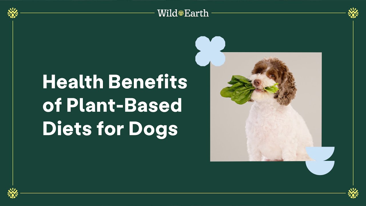 Health Benefits of Plant-Based Diets For Dogs | Wild Earth Dog Food