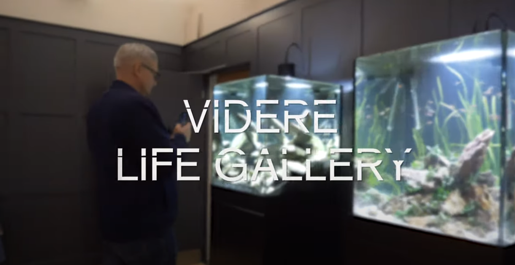 ViDERE LiFE #5 - Life Gallery 2020 launch day
