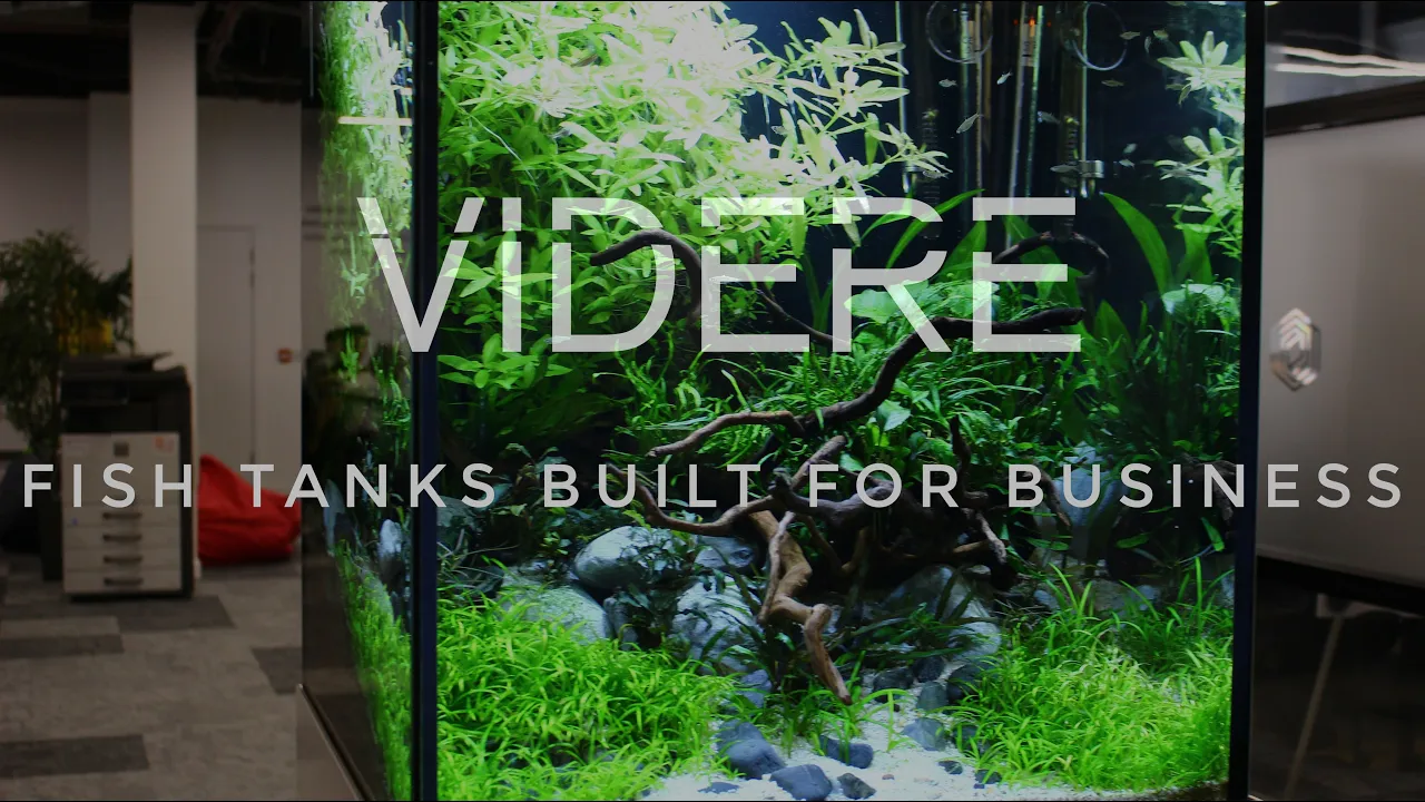 Fishtanks Built For Business - ViDERE Podcast Clips - Callum Walker
